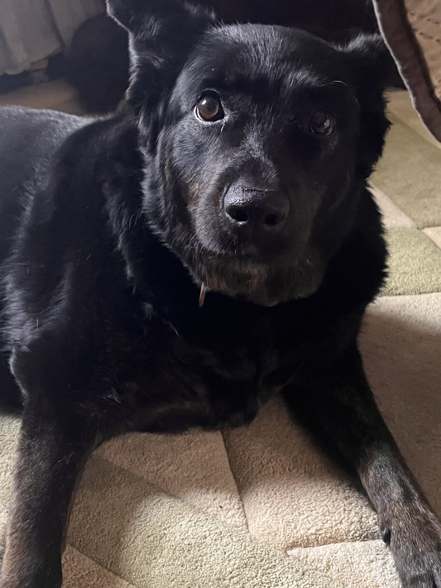 SamediBabe's tweet photo. Day 2 of asking @ArcherOfInfamy &amp; @RheaRipley_WWE if my dog Piglet can be the Terror Twins mascot when y’all are reunited again. 

Piglet is a Blue Heeler (Aussie Cattle Dog) &amp; Collie mix. Her specialty is herding her cat siblings, sassing everyone &amp; overall being a cute terror. https://t.co/mtpjM2ZdgR