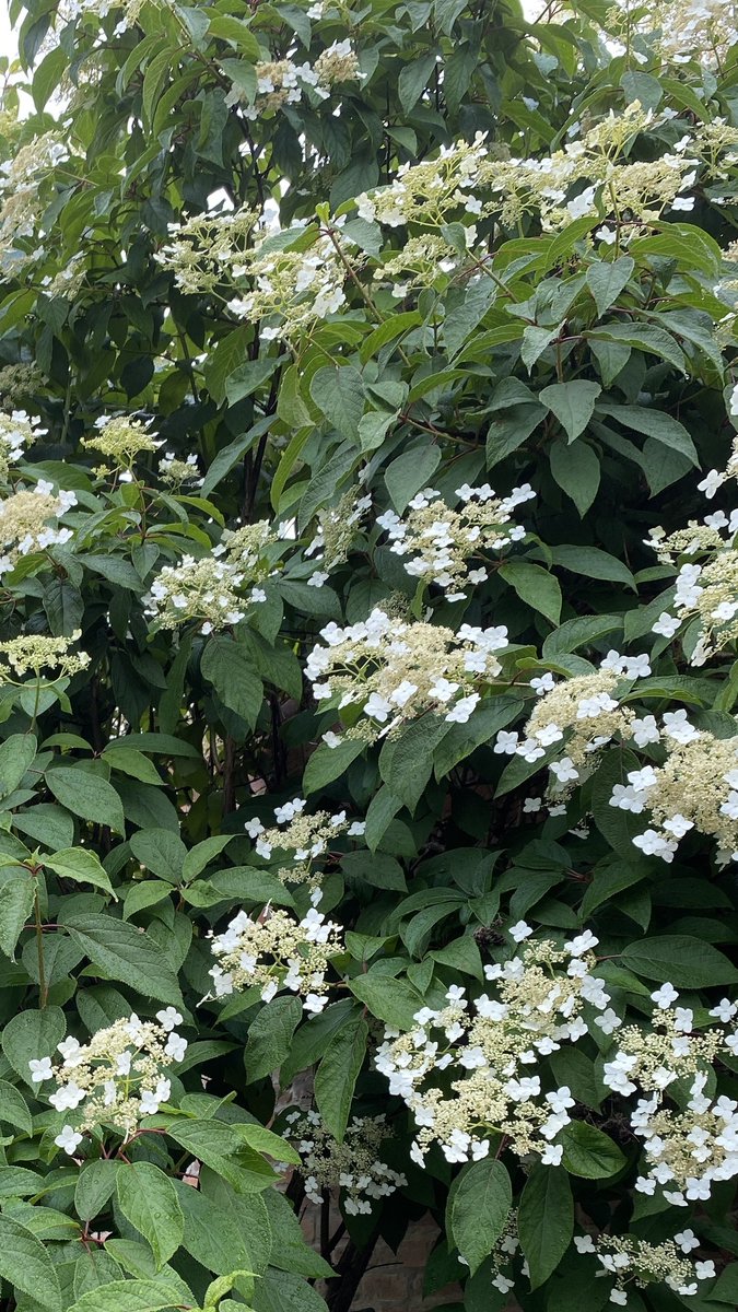Over here in #Derby UK our early flowering Hydrangea plants are doing their thing including Hydrangea 'Runaway Bride' and Hydrangea heteromalla 'Long White'