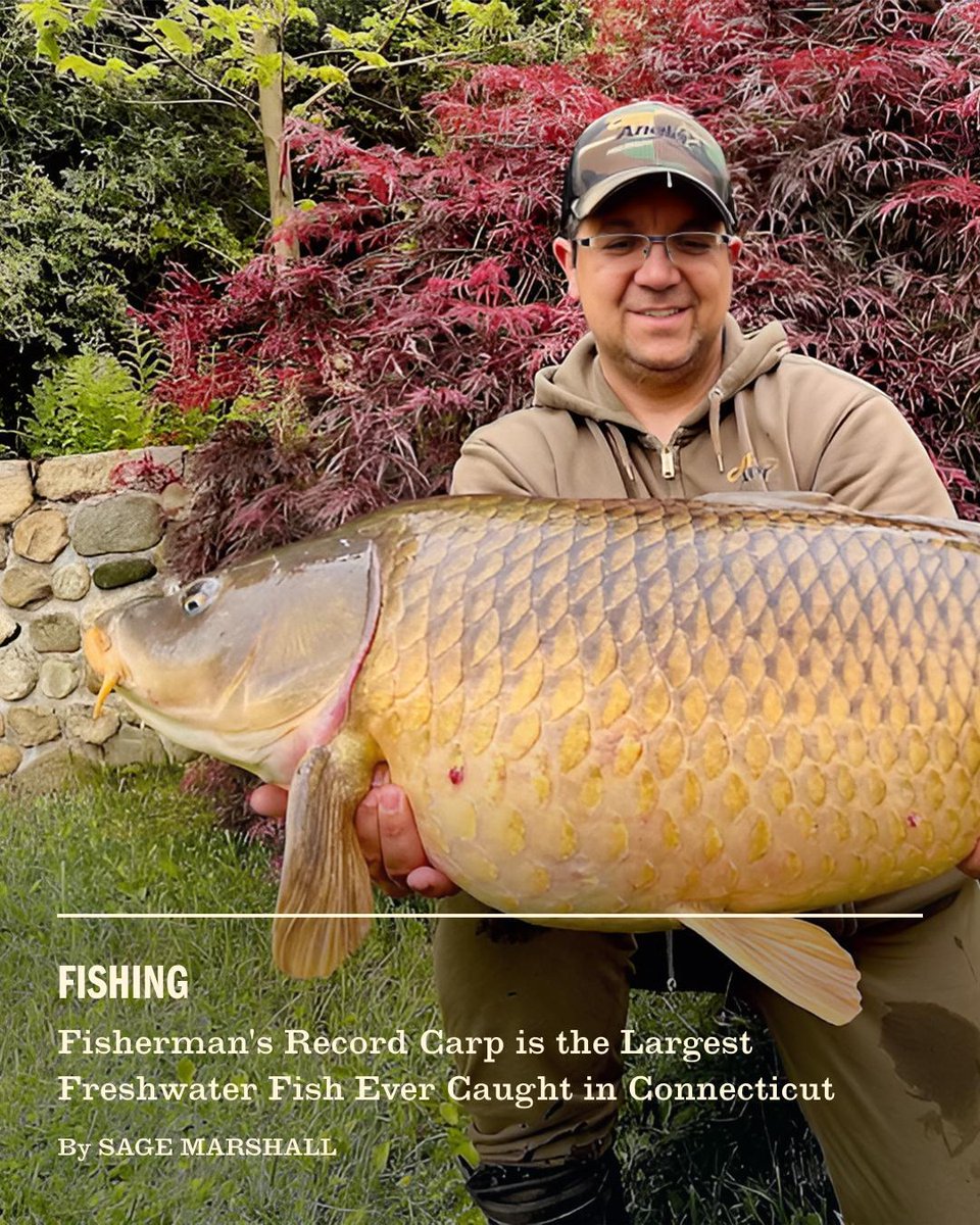FieldandStream's tweet photo. A 45-pound, 8-ounce common carp caught by Rafal Wlazlo on Lake Lillinonah just became the biggest freshwater fish ever recorded in Connecticut. It was no accident—Wlazlo had been chasing this record for over a year.
Read the full story - https://t.co/9KBeySNzNW 🚨
#RecordFish #FreshwaterFishing #FieldandStream #Outdoors
