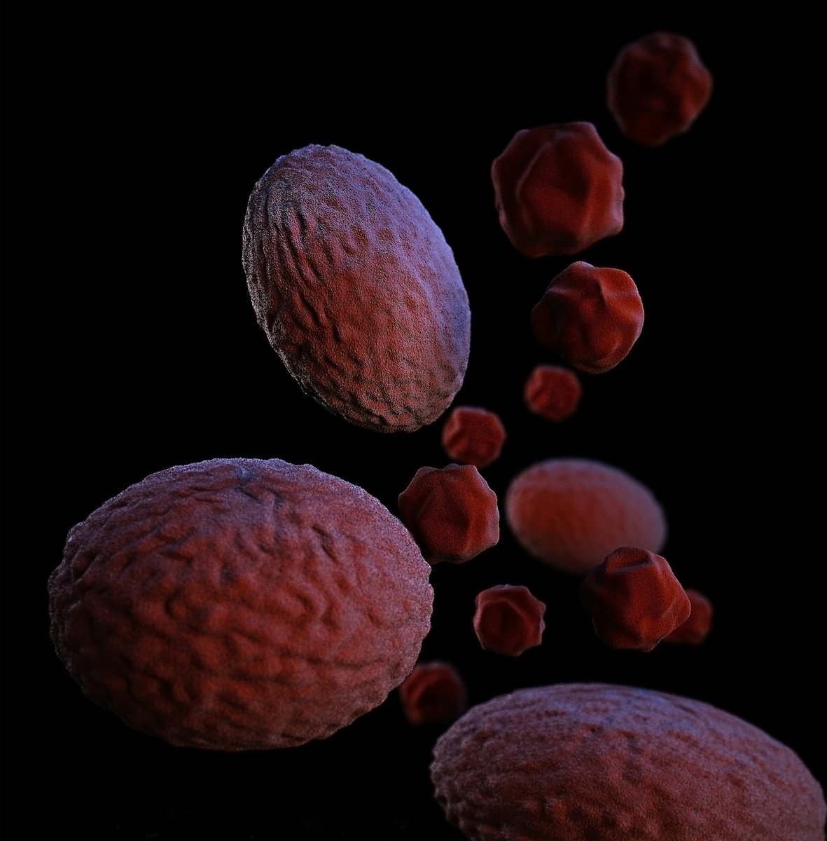 BodyPROHIV's tweet image. Many patients with chlamydia or gonorrhea aren&apos;t receiving @CDCgov treatment—oral #Doxycycline (7 days) for #Chlamydia, IM ceftriaxone for #Gonorrhea. bit.ly/42ZexBC #InfectiousDiseases  Image: 3D computer-generated image of chlamydia psittaci bacteria.