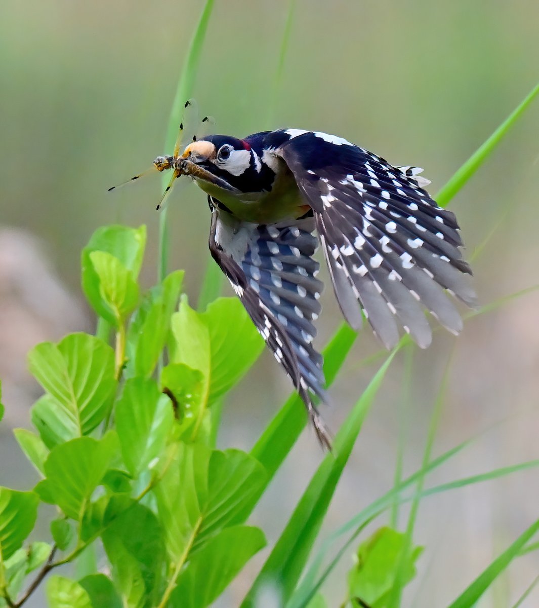 Great Spotted Woodpecker with a dragonfly! 😁
 It was amazing watching this Woodpecker at the weekend, flying into the reedbeds regularly, then emerging with a dragonfly each time! 
 Hungry babies to feed in the wood nearby! 😊
 I'd never seen this behaviour before. 😍🐦