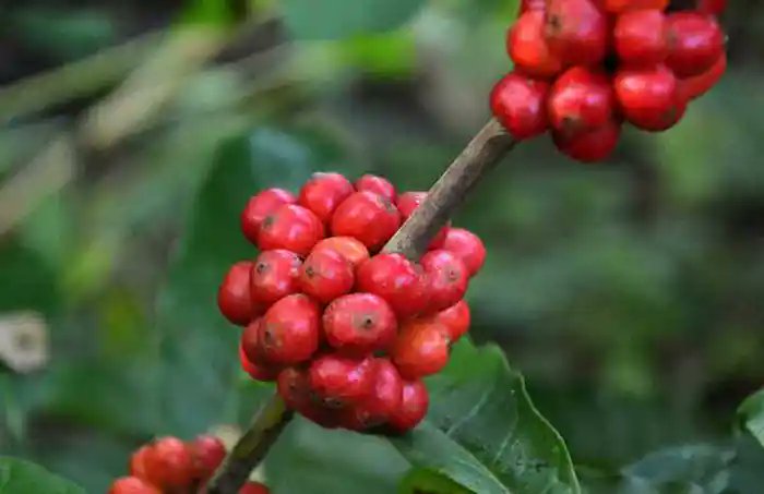 #Ciencia|  ☕ Villa Clara por la producción de café con base científica
 
📌 Manicaragua, municipio villaclareño con 123 hectáreas dedicadas a la caficultura, consolida su liderazgo en la producción del grano mediante la aplicación de la ciencia

acortar.link/opnLeI