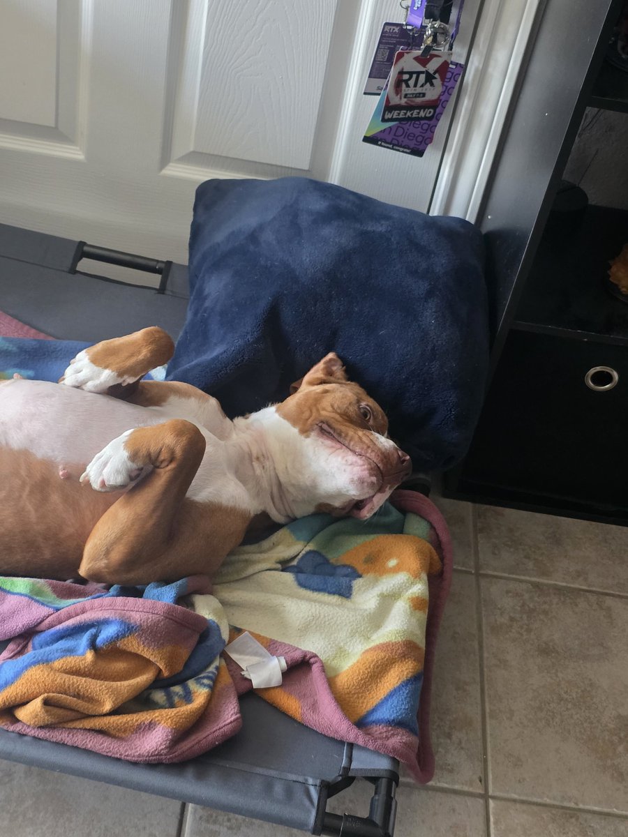 Lupa_Plays's tweet image. Smelling like lavender zooming like the wind

@InfernoGamingAU #IntoTheFlames 

Twitch.tv/lupa_plays