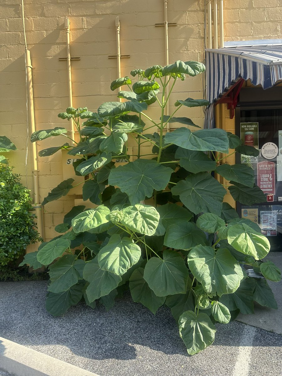 Zombie Lou Bega tweet media