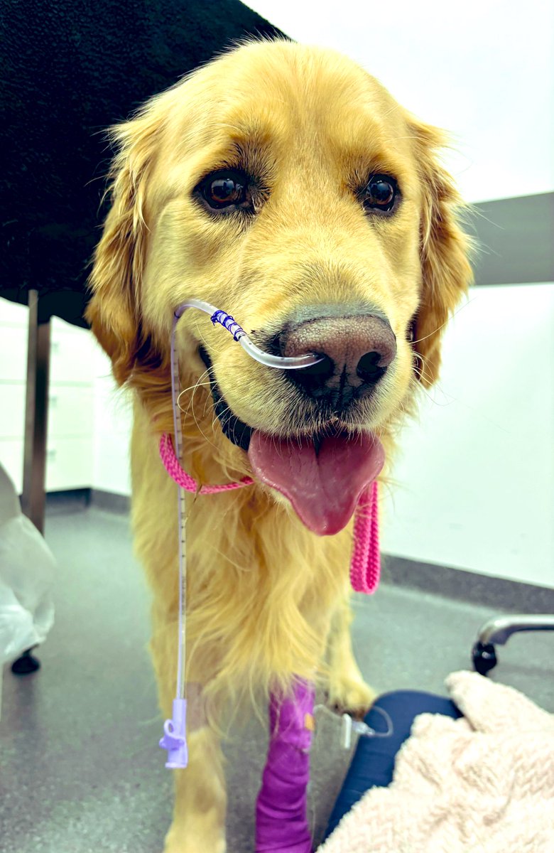 Arlo and Alfie from Oz tweet media