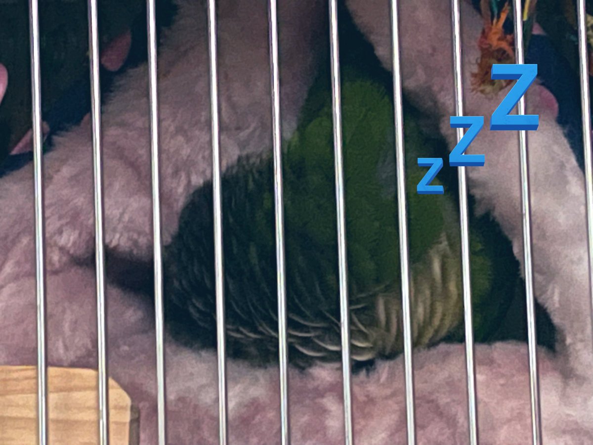 おぁよぉ〜🥱

…てか まだねてまちゅ😪

けさもあめだよ☔️☔️☔️
たくさんふるねぇ…

ボクはもうすこしねんねするよ

みなちゃま
きょおも ステキないちにちを‼︎😉

😪😪😪