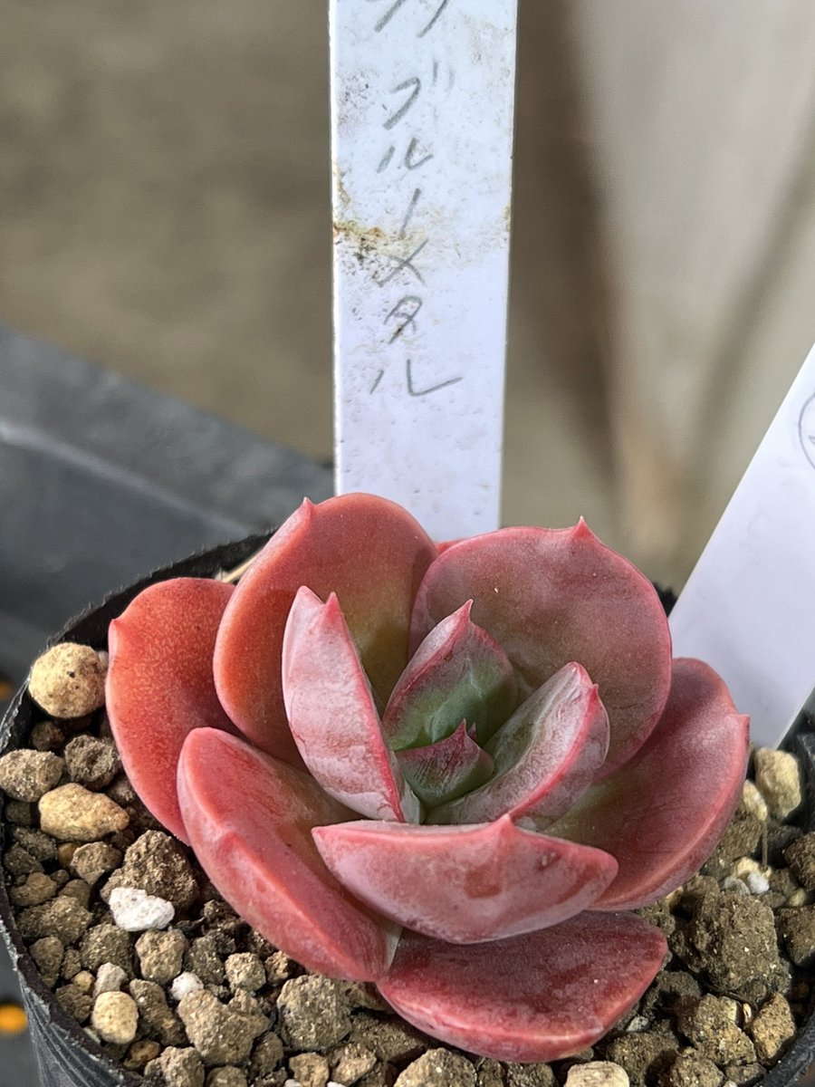 公式】多肉アン スタッフのつぶやき (@tanikuanstaff) / Posts / X