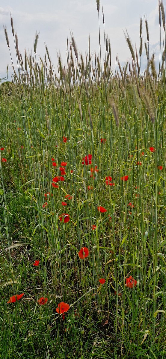 🇺🇦 Dr. Corinne Scott 💙 (@doctormrsscott) on Twitter photo <a href="/iaindwelch/">iain welch</a> We found a beautiful public bridleway running through the crop fields with lovely views of the Moors. Such a beautiful bit of the world! <a href="/iaindwelch/">iain welch</a> We found a beautiful public bridleway running through the crop fields with lovely views of the Moors. Such a beautiful bit of the world!