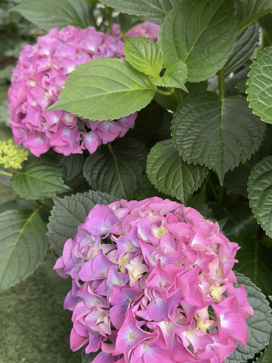Haato_hs's tweet photo. 雨とともに紫陽花咲き出した🐸 https://t.co/7kMsrMSbnN