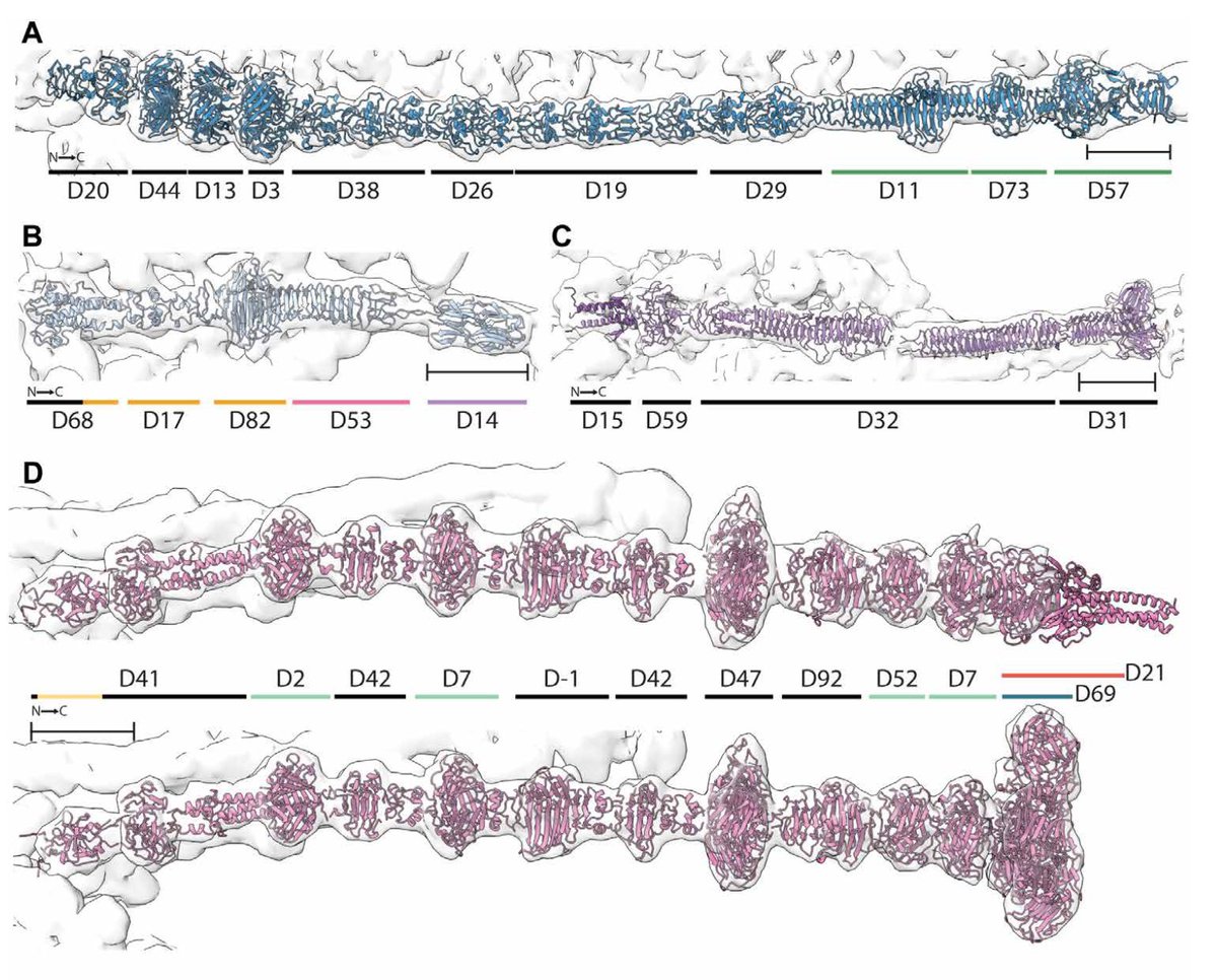 DailyHealthcareAI (@aipulserx) on Twitter photo How can artificial intelligence overcome the computational limitations of predicting complete bacteriophage tail fiber structures that are too large and flexible for traditional experimental methods?<a href="/ScienceAdvances/">Science Advances</a> <a href="/uni_copenhagen/">University of Copenhagen</a>
"RBPseg: Toward a complete phage tail How can artificial intelligence overcome the computational limitations of predicting complete bacteriophage tail fiber structures that are too large and flexible for traditional experimental methods?<a href="/ScienceAdvances/">Science Advances</a> <a href="/uni_copenhagen/">University of Copenhagen</a>
"RBPseg: Toward a complete phage tail