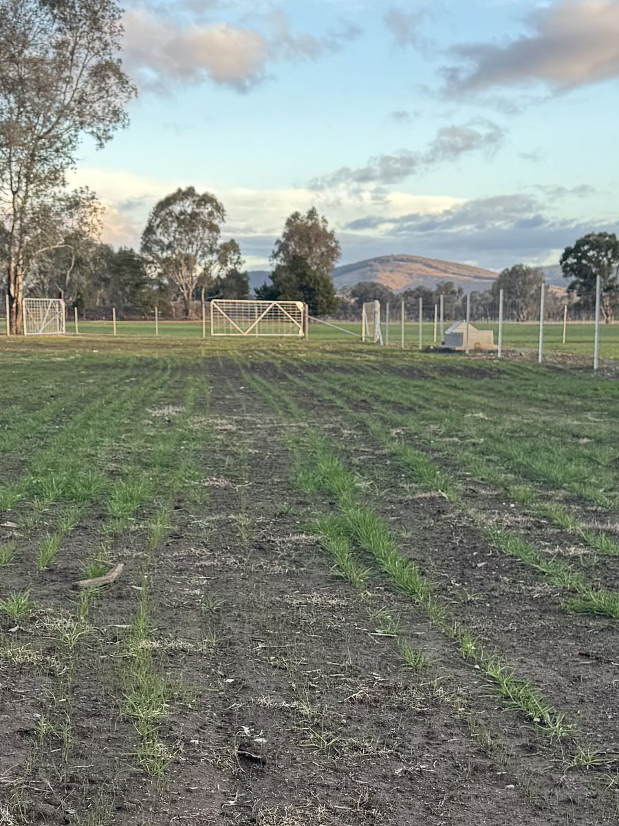 Sown back on the 30th March for rain that didn’t come. Testament to quality coated seed that it stuck around for 2 months and launched this weekend on 26ml. Will have just enough cover for the singles. Here it comes #Lambing2025