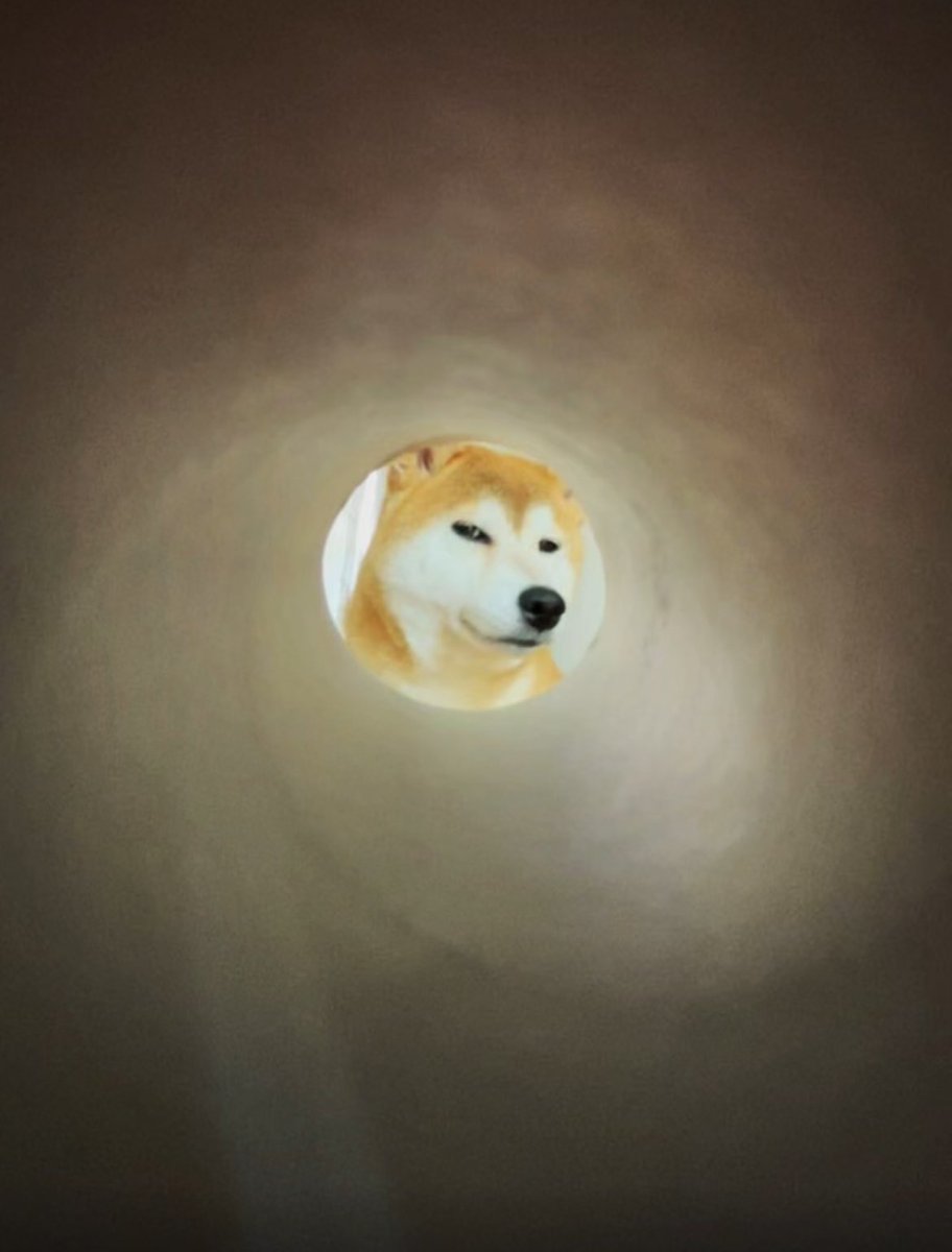 トイレットペーパーの芯からこちらを覗く犬