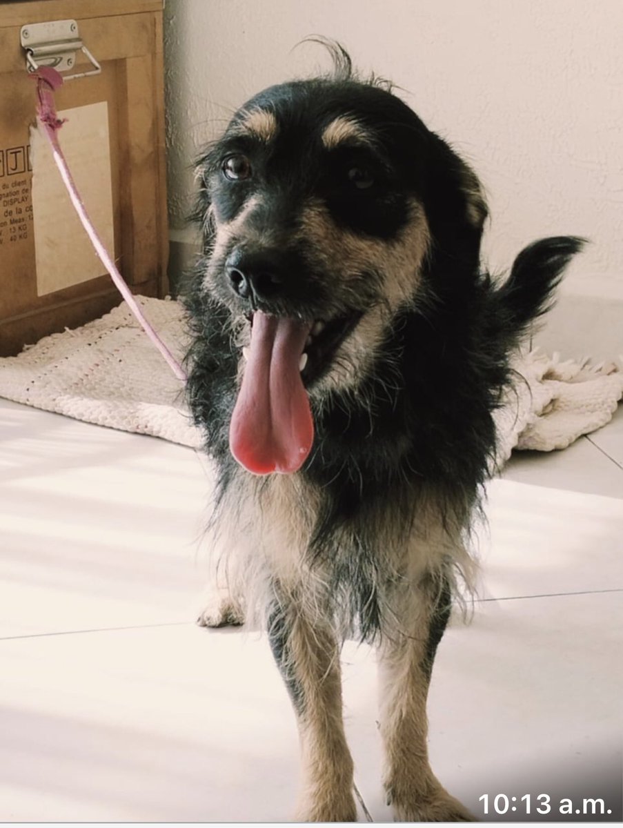 hidra881's tweet photo. Gente bonita una patita por favor este perrito busca a sus dueños se encontró en la campestre Churubusco canal de Miramontes cdmx                     55 47 94 43 98 si es tuyo llama por favor o si lo quieres adoptar también gracias RT https://t.co/VzKkeKx65v