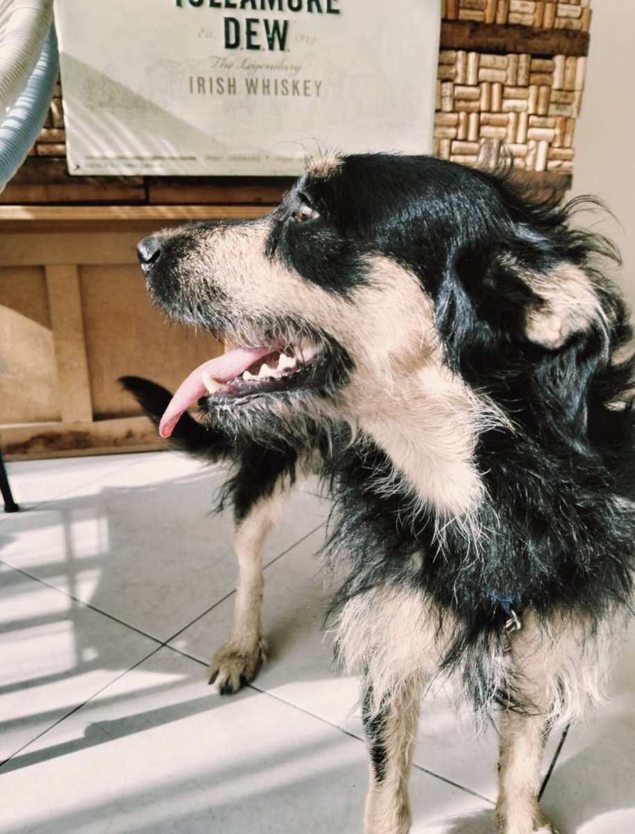 Gente bonita una patita por favor este perrito busca a sus dueños se encontró en la campestre Churubusco canal de Miramontes cdmx                     55 47 94 43 98 si es tuyo llama por favor o si lo quieres adoptar también gracias RT