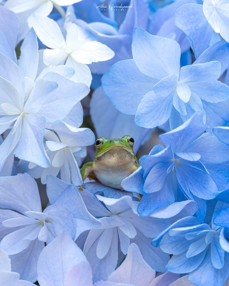 梅雨入りをお知らせします🐸📢