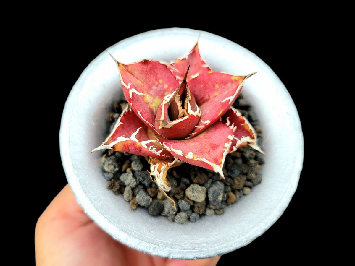 Agave titanota ”Wolverine” 紅金剛狼は気温や水分量に関わらず赤い葉