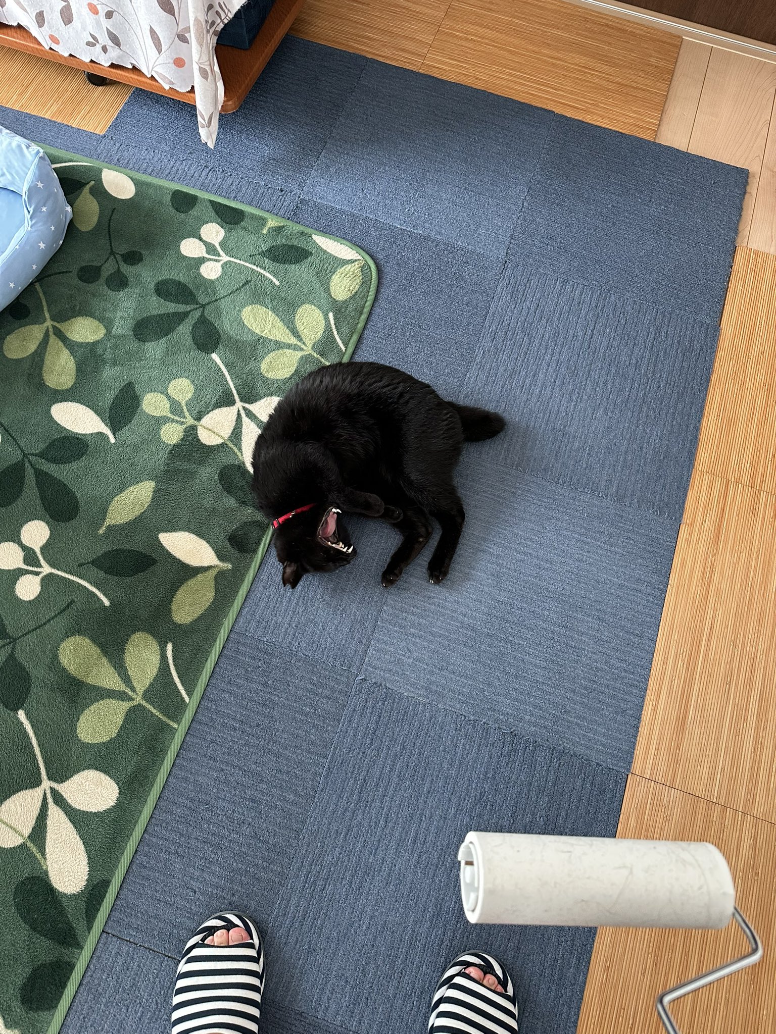 黒猫 on X: 