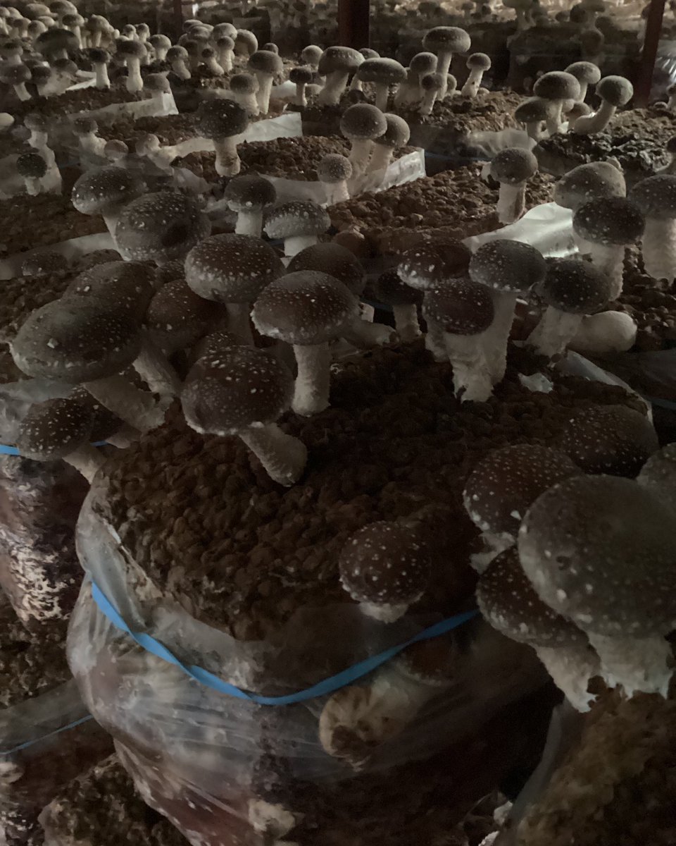 おはしいたけです🍄‍🟫
週末の講演、いろいろ考える🌀
「風評被害への対応から見える、正しい知識を得て正しく恐れることの大切さ」
をテーマにするので、昨今の米価高騰に関わる部分も触れよう🌾
若い方々に正しい知識を身につけてもらい、未来良くしてくのだ😼

#風評被害 
#正しく恐れる