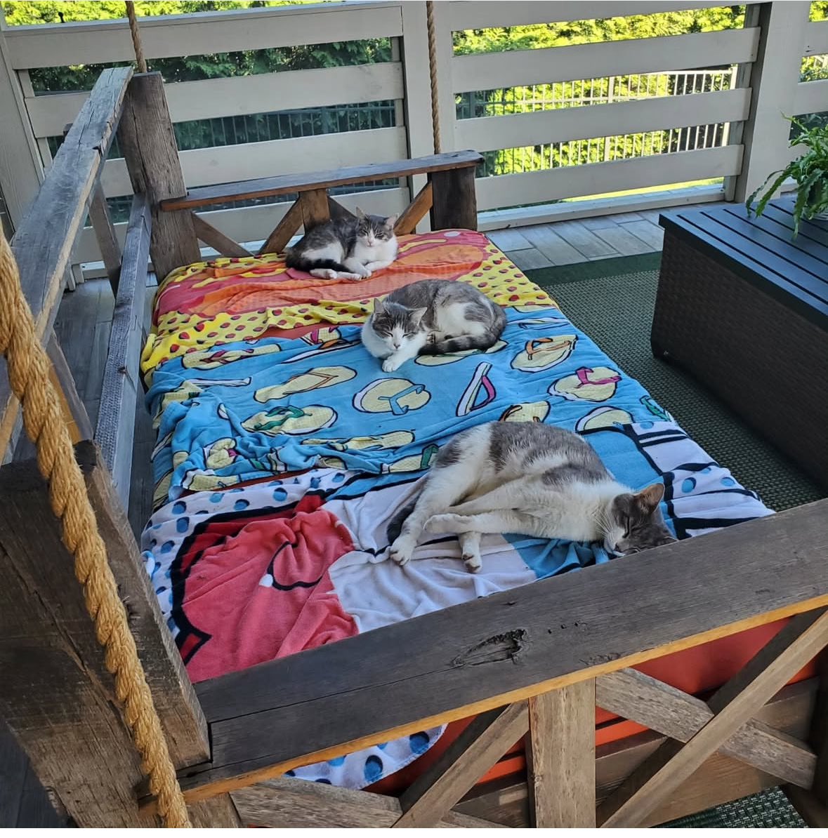 Not so feral🐱🐱🐱
Here they are while I power wash the cushions💦🔫

#MondayMotivation #MadigansPubcast
