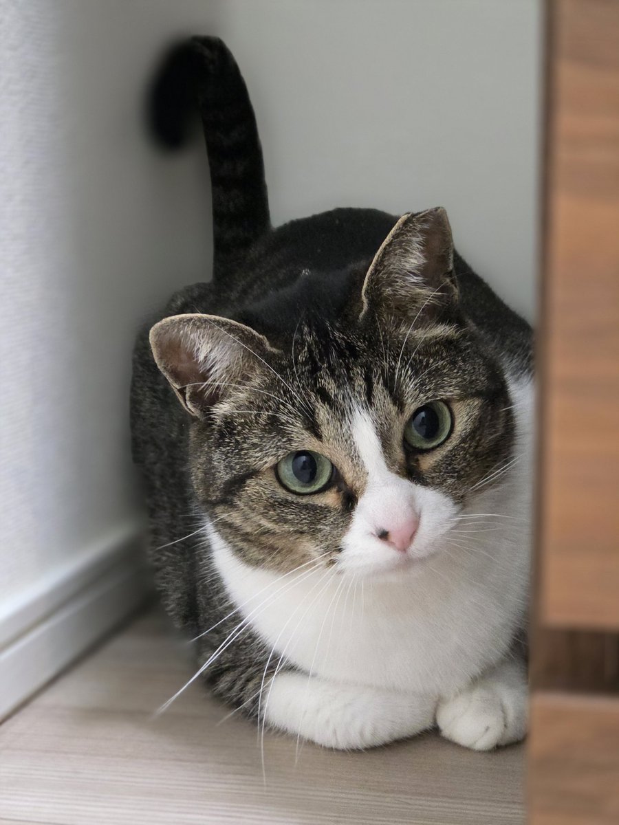 このまんまるころころ猫がたまらなく愛しいです。