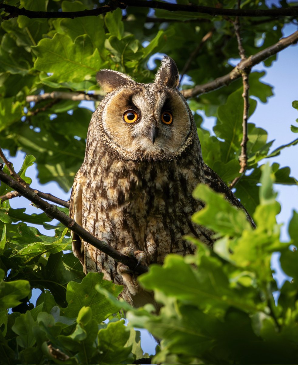 Anthony Skordis (@antskordis) on Twitter photo A LEO enjoying the morning sun. <a href="/DurhamBirdClub/">Durham Bird Club</a> <a href="/CanonUKandIE/">Canon UK and Ireland</a> <a href="/Natures_Voice/">RSPB</a> <a href="/BBCSpringwatch/">BBC Springwatch</a> <a href="/WildlifeMag/">BBC Wildlife</a> <a href="/LongearedOwlne1/">Long-eared Owl network</a> A LEO enjoying the morning sun. <a href="/DurhamBirdClub/">Durham Bird Club</a> <a href="/CanonUKandIE/">Canon UK and Ireland</a> <a href="/Natures_Voice/">RSPB</a> <a href="/BBCSpringwatch/">BBC Springwatch</a> <a href="/WildlifeMag/">BBC Wildlife</a> <a href="/LongearedOwlne1/">Long-eared Owl network</a>