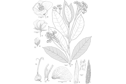 Phytotaxa's tweet image. Dombeya scorpioides (#Malvaceae: #Dombeyoideae), a #newspecies from southeastern #Madagascar
#taxonomy
doi.org/10.11646/phyto…