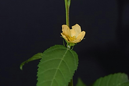 Phytotaxa's tweet image. New and endemic species of Sida sect. Ellipticifoliae (#Malvaceae, #Malveae) from #Brazil and an updated key to the species of this section
#taxonomy
doi.org/10.11646/phyto…