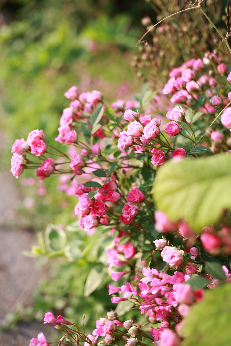 とっても可愛い小粒感。🙂

#ミニバラ