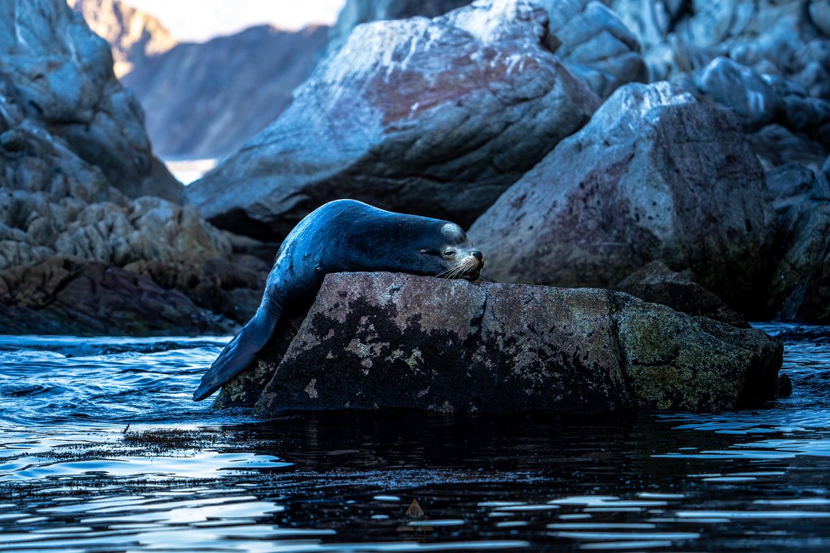 Desierto con mar… ¡vida!  
📍Isla tiburón, Sonora.
