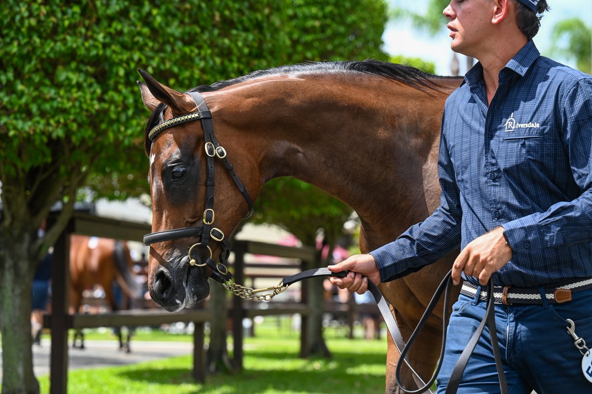Magic Millions (@mmsnippets) on Twitter photo Classic looker then, Classic winner now!
You Wahng as a yearling on the Gold Coast in January 2023.
Offered by <a href="/Riversdale_nick/">Nick Hodges</a> she sold to <a href="/Leesracing/">Lees Racing</a> & <a href="/BahenBstockHK/">BBHK - Justin Bahen</a> for $150,000.
On Saturday she won the G1 <a href="/BrisRacingClub/">Brisbane Racing Club</a> Queensland Oaks!
#MoreMagic Classic looker then, Classic winner now!
You Wahng as a yearling on the Gold Coast in January 2023.
Offered by <a href="/Riversdale_nick/">Nick Hodges</a> she sold to <a href="/Leesracing/">Lees Racing</a> & <a href="/BahenBstockHK/">BBHK - Justin Bahen</a> for $150,000.
On Saturday she won the G1 <a href="/BrisRacingClub/">Brisbane Racing Club</a> Queensland Oaks!
#MoreMagic
