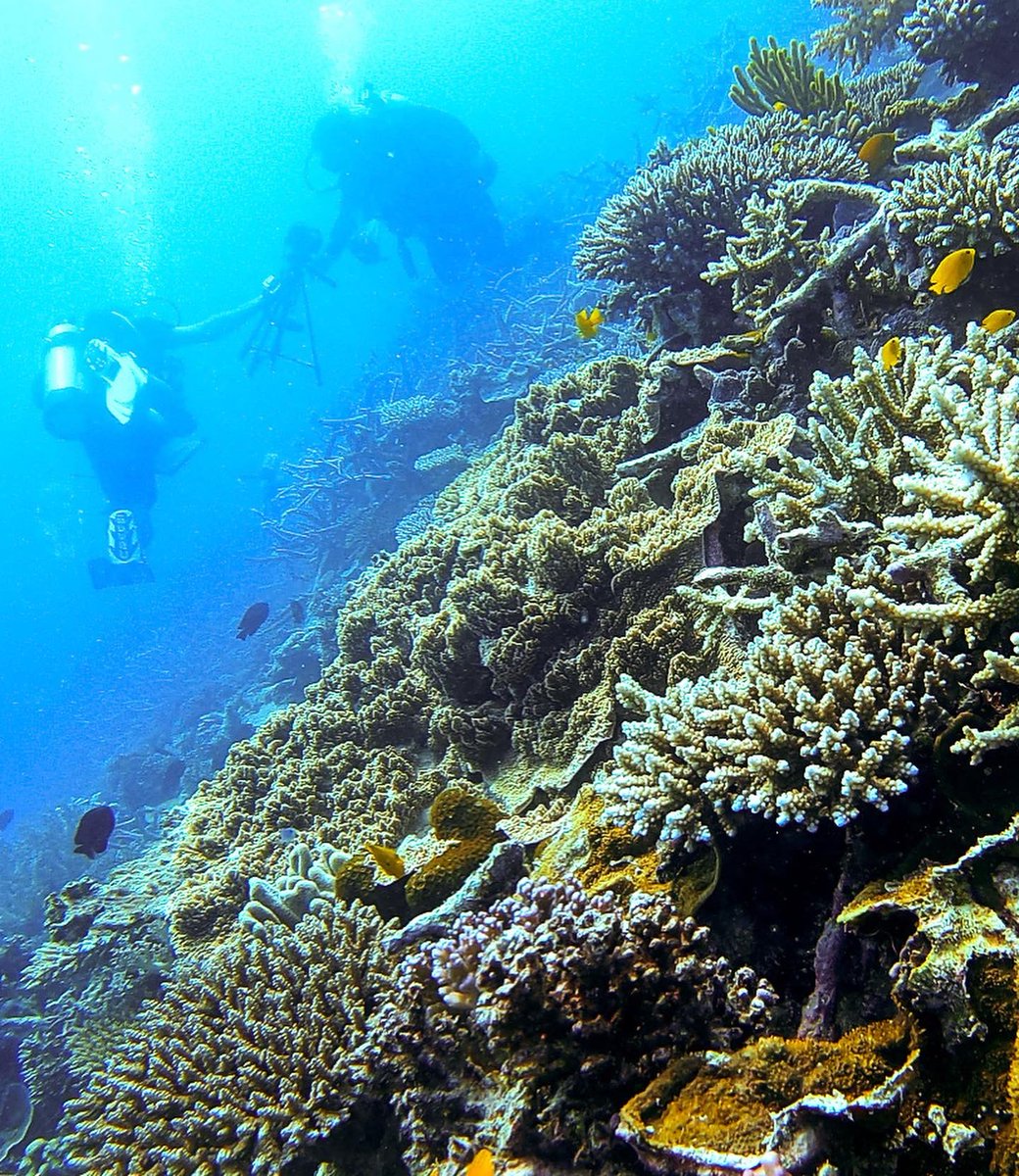 paulimim's tweet photo. Fieldwork ✅
After months in the water, my team and I finished sampling 36 sites across 6 locations, from Lizard Island to Tasmania!
Grateful for the epic crew, wild weather, and unforgettable dives.
Next up: data deep dive 📊🐠🌱
#MarineScience @IMASUTAS @WomeninOceanSci https://t.co/kL4EU9I2HD