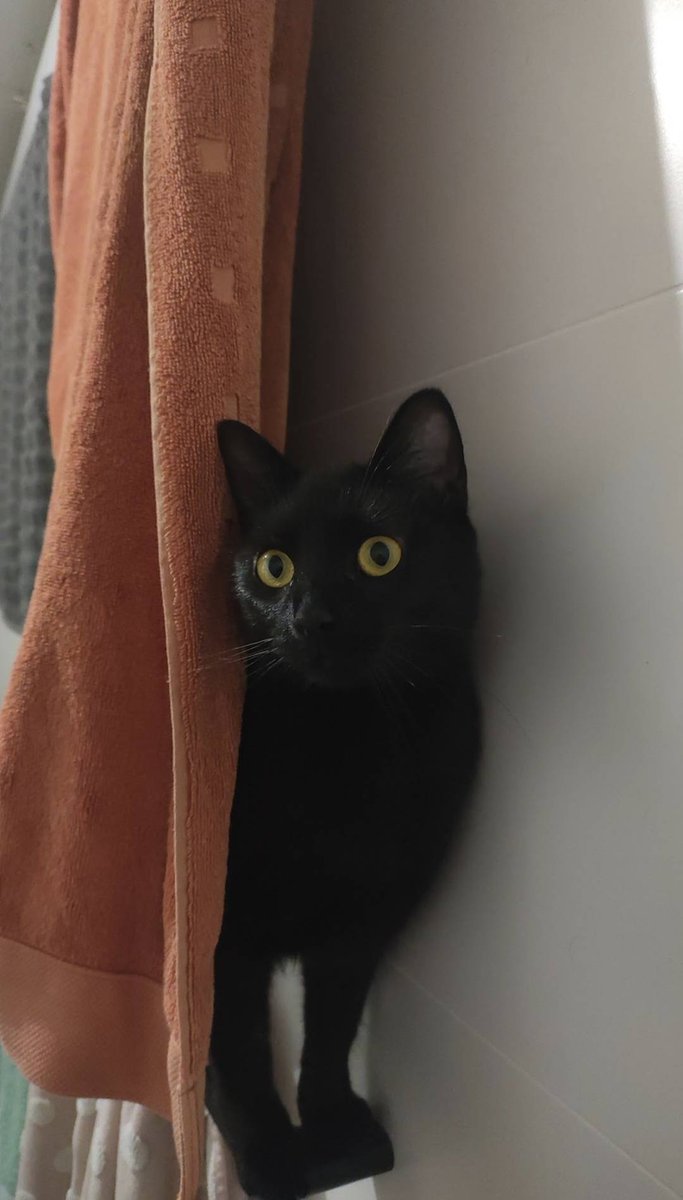 AntiWingman tweet media