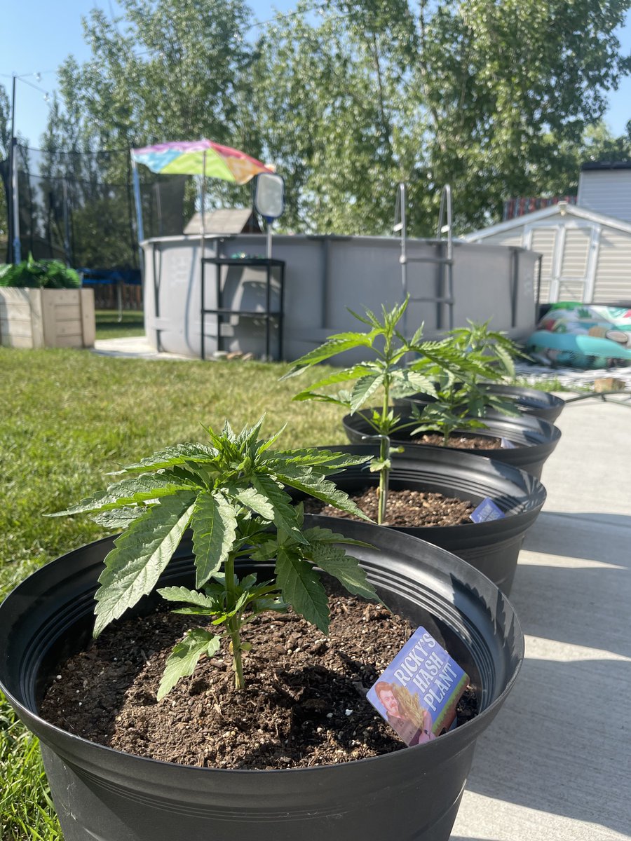 StonerDad 🇨🇦 tweet media