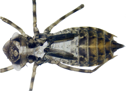 Zootaxa's tweet photo. The F-0 exuvia of #Micrathyria #almeidai Santos, 1945 (#Odonata: #Libellulidae)
#taxonomy
https://t.co/HY6pRnpcJt https://t.co/FVTG8baF2n