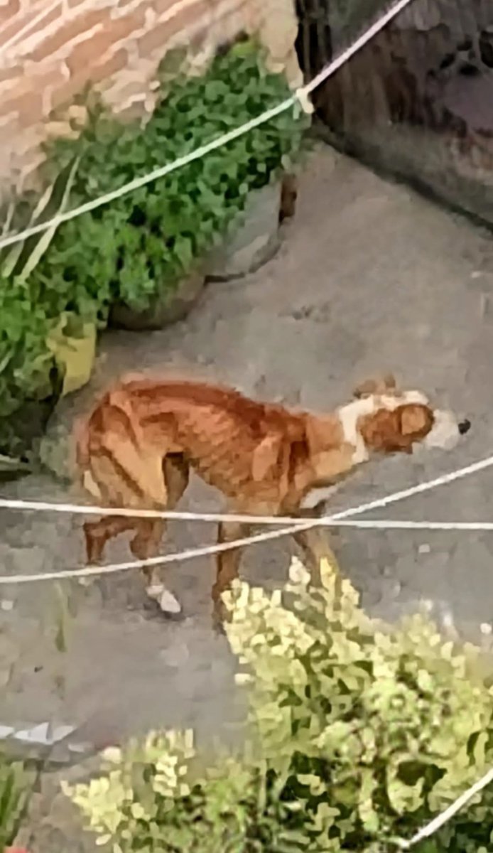 LicAnimalista's tweet photo. Urge su intervención @propaem_sma  ya hay denuncia folio 1398, colonia Cuauhtémoc, municipio de Toluca. #NoticiaCtiminal @FiscaliaEdomex  CCP. @delfinagomeza https://t.co/6BFLE0tNmd