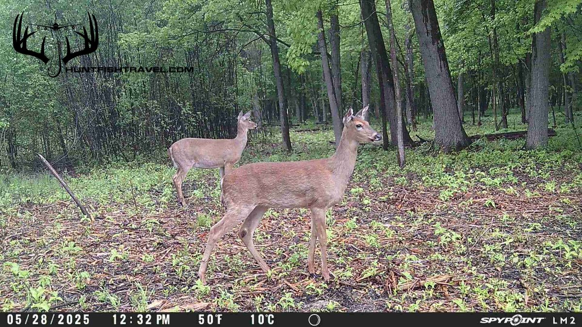 ๐ฆ๐๏ธ Carrie Z ๐๏ธ๐บ๐ฒ (@huntfishtravel) on Twitter photo Trailcam check: two curious does making the rounds!
Anyone seeing new fawns yet in your area?
Next week's Trailcam Tuesday I've got a few to show off!
#TrailcamTuesday #HuntFishTravelPodcast #SPYPOINT #WHYISPYPOINT #TEAMSPYPOINT #HuntingPodcast
<a href="/SpypointCamera/">SPYPOINT Trail Cameras</a> Trailcam check: two curious does making the rounds!
Anyone seeing new fawns yet in your area?
Next week's Trailcam Tuesday I've got a few to show off!
#TrailcamTuesday #HuntFishTravelPodcast #SPYPOINT #WHYISPYPOINT #TEAMSPYPOINT #HuntingPodcast
<a href="/SpypointCamera/">SPYPOINT Trail Cameras</a>