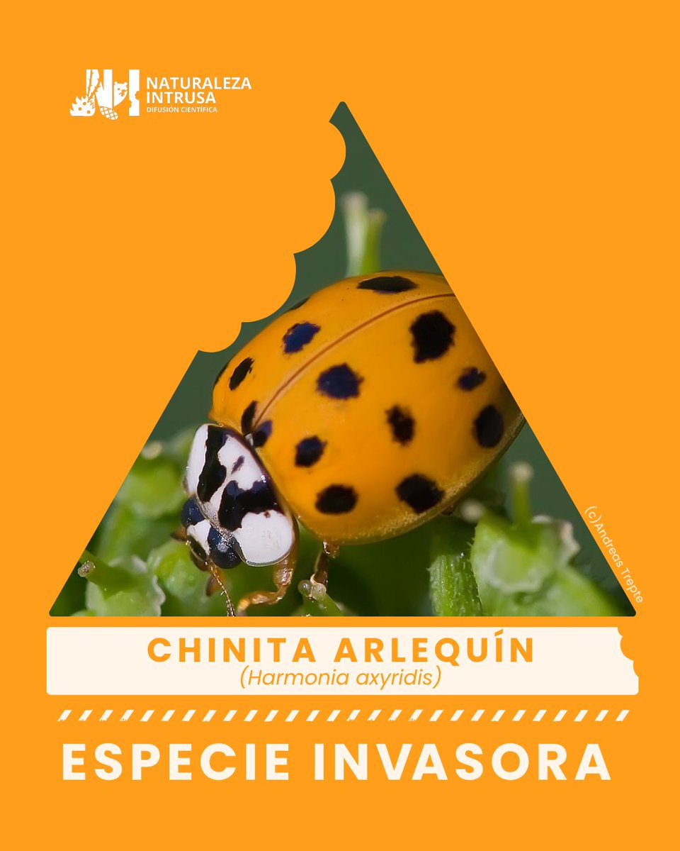 #EspecieInvasora - 🐞¿Reconoces esta especie invasora?
🚨Harmonia axyridis es una chinita introducida como control biológico en el país, pero hoy se considera una especie invasora por sus efectos sobre la biodiversidad nativa