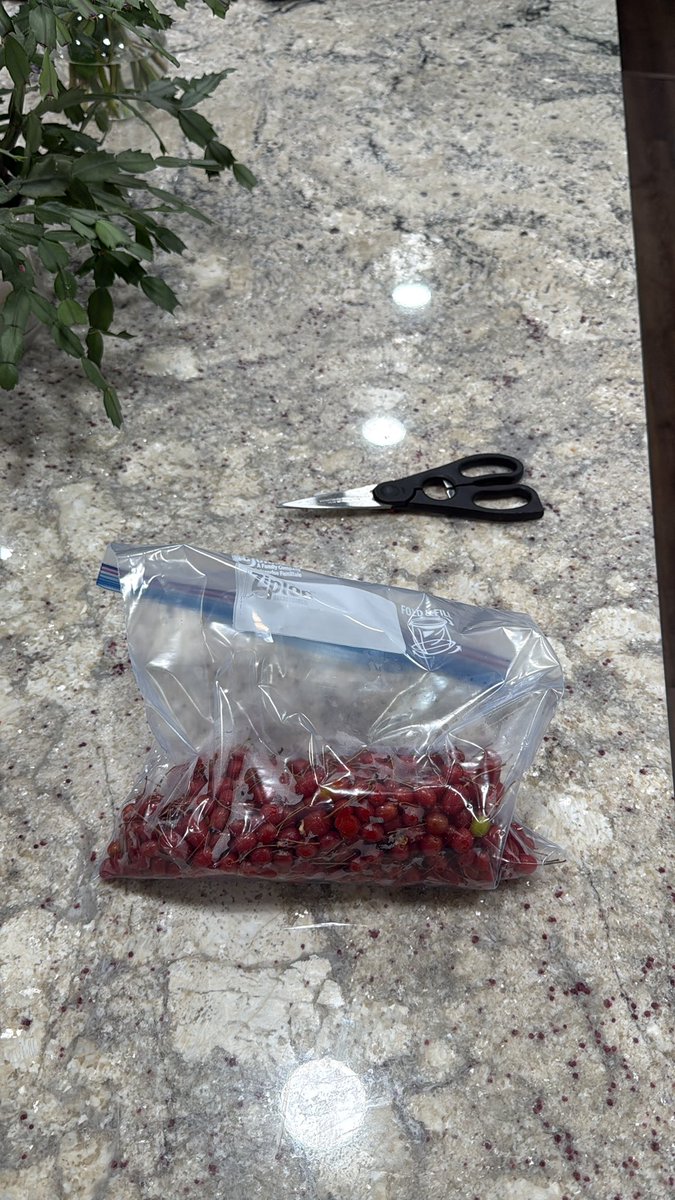 Fortapachefun's tweet image. Goumi harvest!