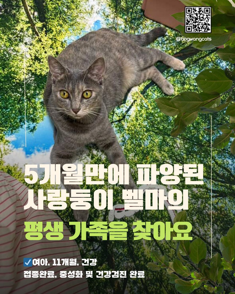보광동 고양이들 (@bogwangcats) on Twitter photo 