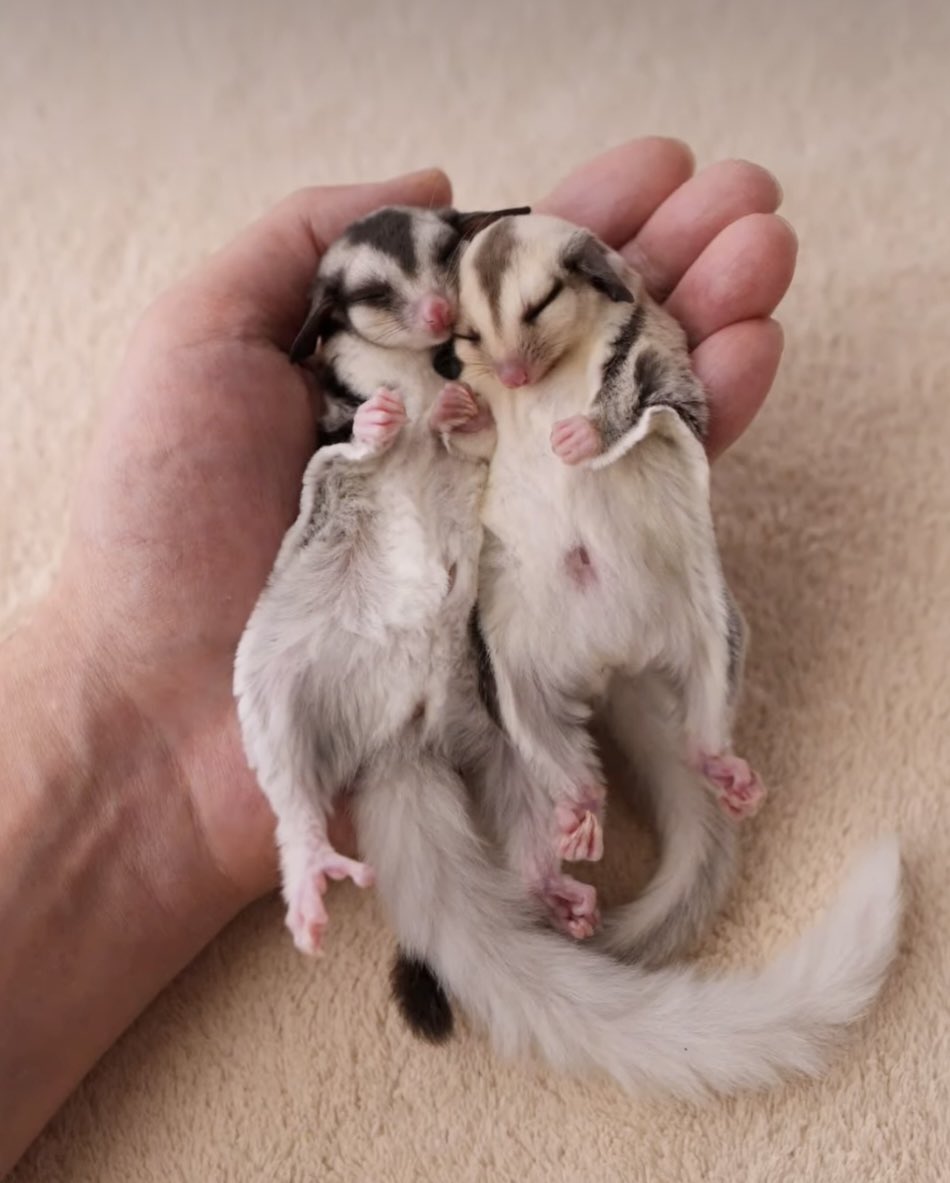 ちゃむ (@N8l7OTwweOmpuUA) / Posts / X