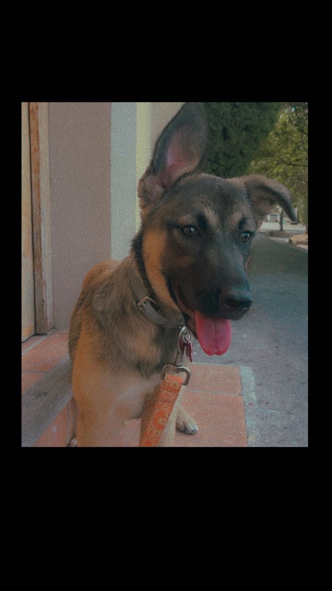 Pinky Chan ໒(ᵔᴥᵔ)७ (@pinkyrosa12) on Twitter photo Por fin he decidido el nombre que tendrá mi cachorrita
En honor a <a href="/MikecrackYT/">Mikecrack ໒(ᵔᴥᵔ)७</a>
Les presento a Akela ❤️🥰
Un nombre muy apropiado si me preguntan jsjsjs Por fin he decidido el nombre que tendrá mi cachorrita
En honor a <a href="/MikecrackYT/">Mikecrack ໒(ᵔᴥᵔ)७</a>
Les presento a Akela ❤️🥰
Un nombre muy apropiado si me preguntan jsjsjs