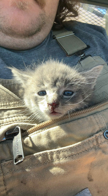 wsdot_tacoma's tweet photo. Roadwork can be rewarding in surprising ways. A crew member working along I-5 in Lakewood found a kitten struggling in the heat. After searching for an owner, the crew took the pet to a shelter to get checked out, and will be adopting them. Any ideas on a name for the little one? https://t.co/9FqrbK0MGX