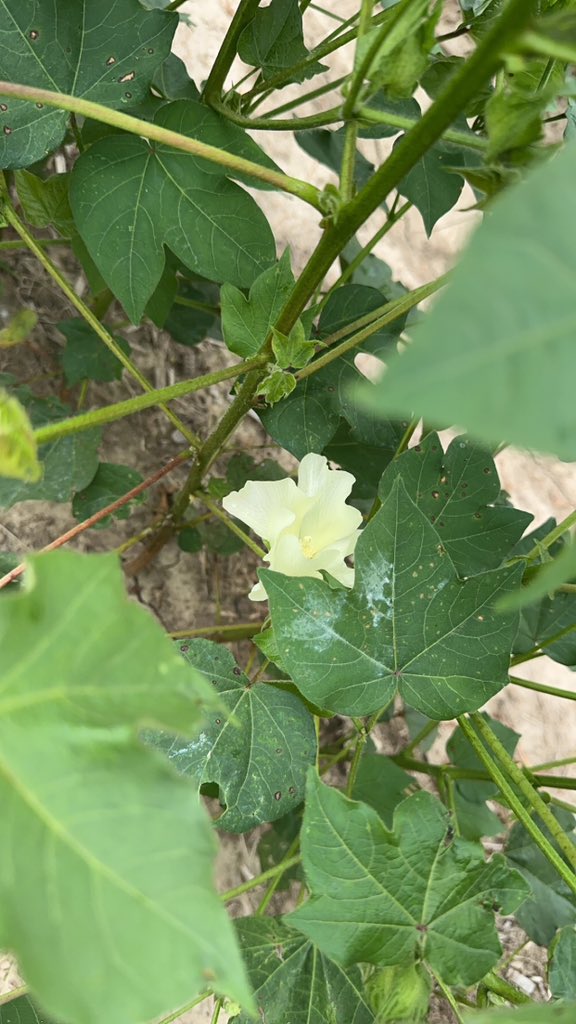 Ashley Peters tweet media