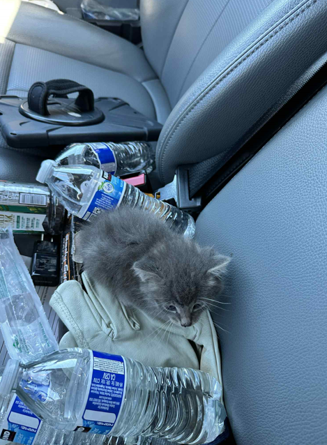wsdot_tacoma's tweet photo. Roadwork can be rewarding in surprising ways. A crew member working along I-5 in Lakewood found a kitten struggling in the heat. After searching for an owner, the crew took the pet to a shelter to get checked out, and will be adopting them. Any ideas on a name for the little one? https://t.co/9FqrbK0MGX