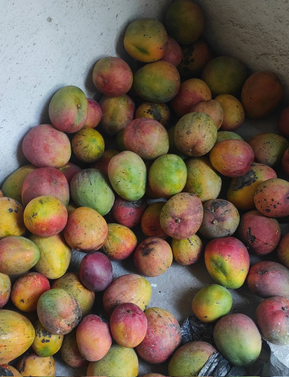 dacherilopez's tweet photo. #Mangos https://t.co/fSEfWUnaZj