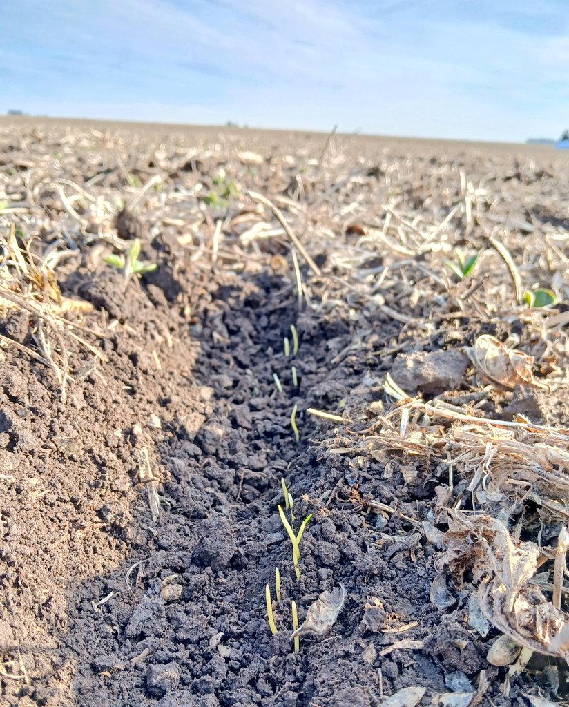 Los trigos ya van queriendo salir.
Se viene una linda campaña, con grandes desafíos en materia nutricional, por los resultados de Nitrogeno tan bajos.
#Trigo