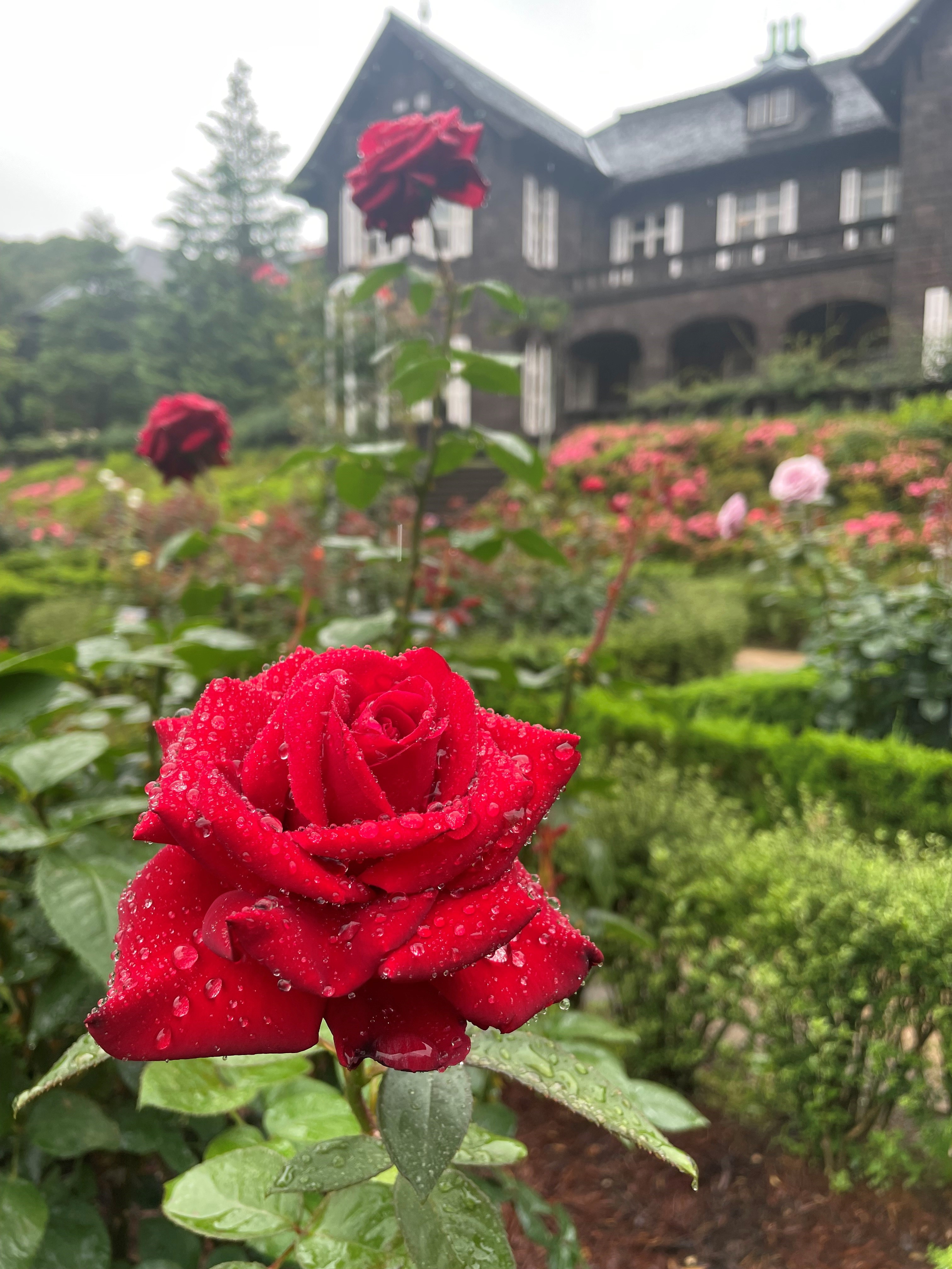 mio様向けー300 油絵/花/薔薇/バラ/旧古河庭園場/F4号