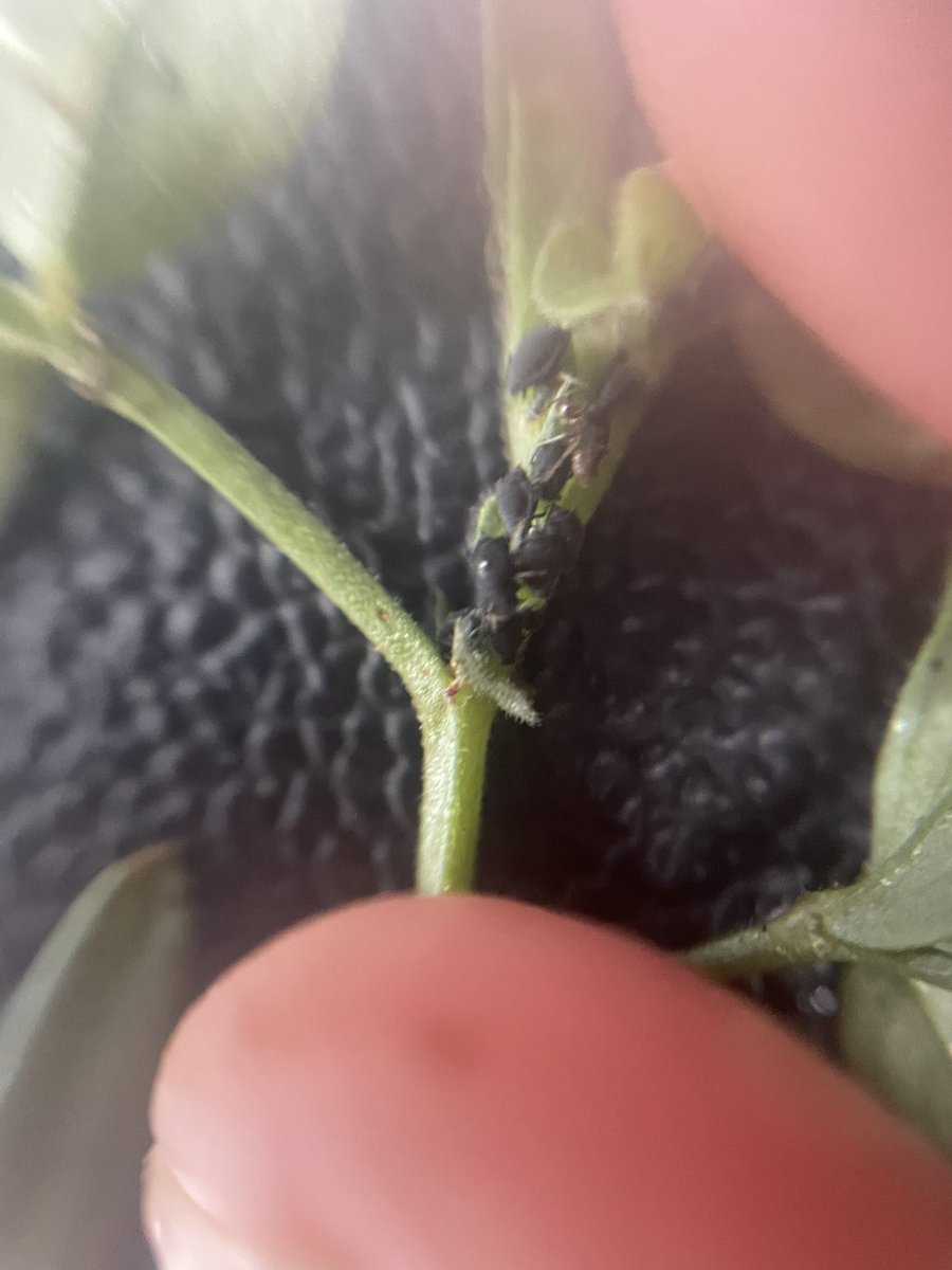 Aphids are well and truly out and about. These guys on vetch are hot spotting around. Decision now on if this will be grazed and therefore need to control due to phytotoxicity risk <a href="/cesaraustralia/">Cesar Australia</a>