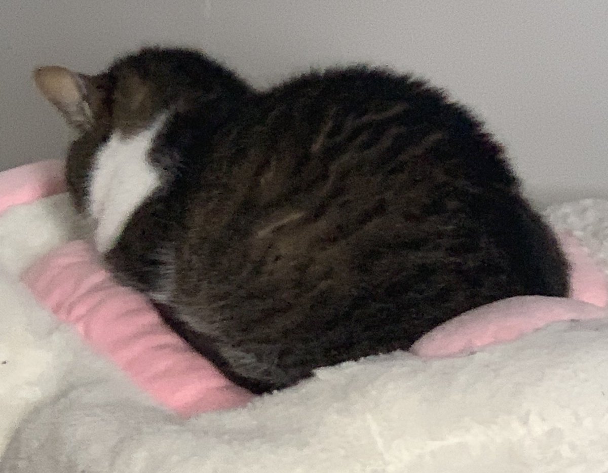 if i’m a little more intolerant to chatter stupidity than usual, it’s because i’m stressed

i feel like i’ve been meaner than usual these past few streams.

i’m not apologizing cause what i said was the truth i just didn’t hold myself back in how i said it LOLOL