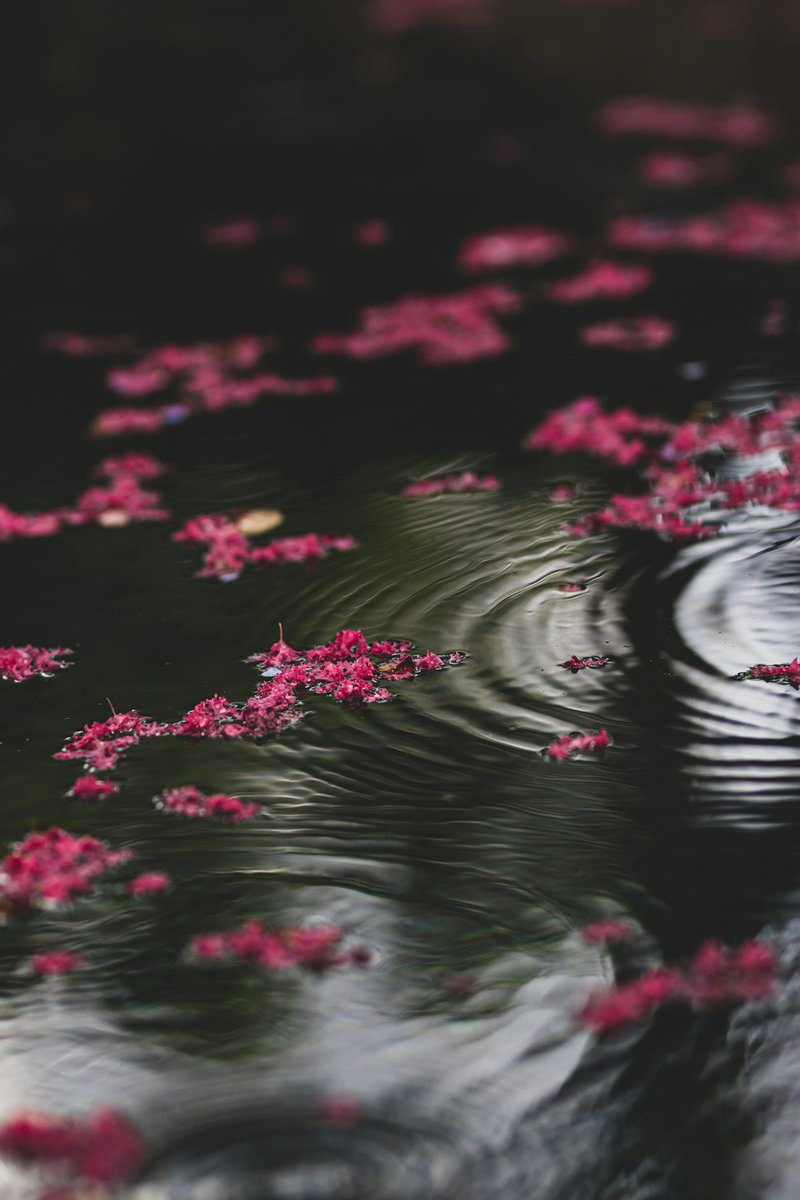 ikawa_ki's tweet photo. Rain's soft sound echoes,
I miss you deeply,
Spring fades too soon.
#haikuchallenge
#haik https://t.co/TeiyaR91se